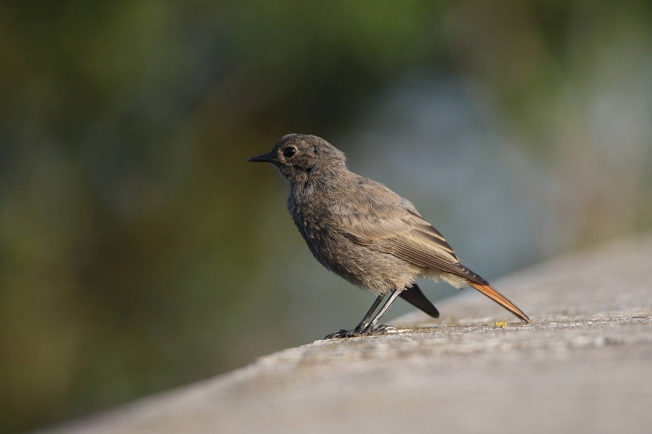 Protecting Biodiversity Through Sustainable Farming Practices